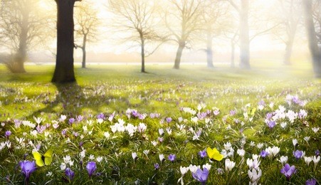 abstract sunny beautiful spring background 