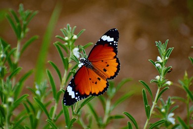 plain tiger butterfly on flower 