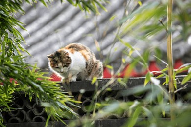 cat on the wall, quiet and tranquil scene, beihai park, beijing