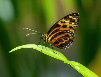 tithorea butterfly seen at a butterfly center in texas