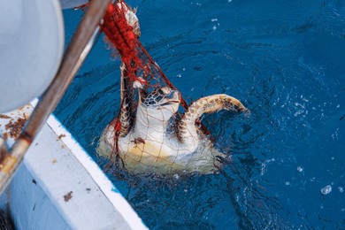 bycatch green turtle, green sea turtle, chelonia mydas.
after this, they returned to the sea in good spirits.
i was allowed to accompany him on a boat fishing for lobster gill nets.
hirizo beach, naka