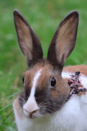 close up picture of a white - brown mix colour sitting rabbit in grass at daylight outdoor - udaipur rajasthan india , april 