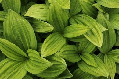 green leaves texture background macro, false hellebore toxic plant