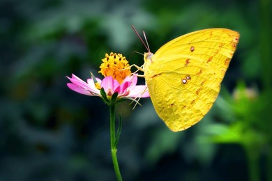 tropical yellow butterfly among pink cosmos flower.