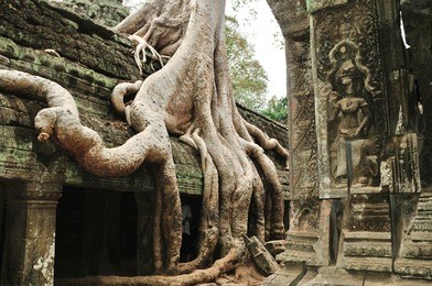 ta prohm, cambodia