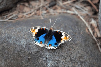 blue pansy butterfly (junonia orithya) resting on a rock, showcasing its vivid blue and orange wing patterns in a natural setting.