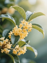 fragrant osmanthus: nature's autumnal treat