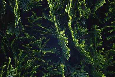 conifer, evergreen foliage, green branches, cypress tree, thuja leaves, cedar texture, nature background, fresh greenery, pine-like needles, botanical close-up, vibrant green, foliage pattern, garden 