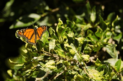 monarch butterfly danaus plexippus. las palmas de gran canaria. gran canaria. canary islands. spain.