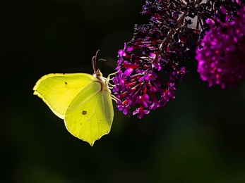 a brimstone butterfly (gonepteryx rhamni) seen nectaring on buddleia flowers in july