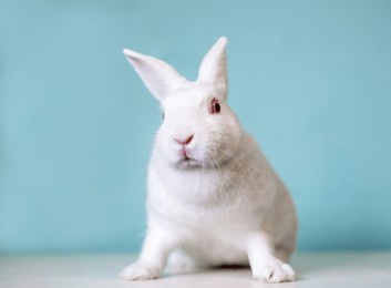 a white dwarf rabbit with red eyes looking at the camera with a nervous expression