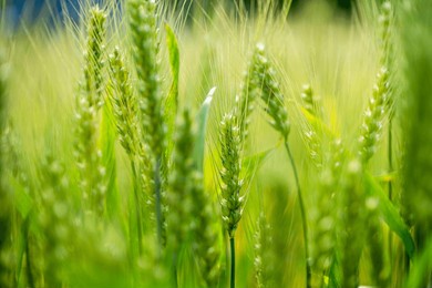 close up of green wheat ears in a field. shallow depth of field