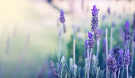 lavender background 2