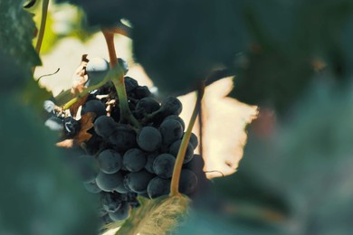 a selective focus shot of a black grape growing in a garden