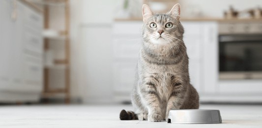adorable cat sitting near bowl with food in kitchen