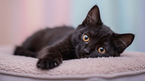 a small, sleek black kitten with striking yellow eyes lies comfortably on a soft, textured surface. kitten, black cat, cat, pet, animal, cute, young, feline