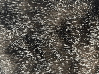 animal colorful pattern toby, cat pattern, cat shiny flur