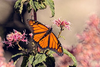 a monarch butterfly with outspread wings feeding on the nectar of a pink flower with blur background