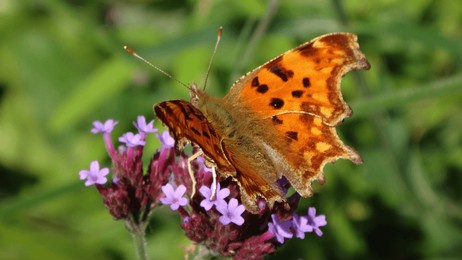 comma butterfly (polygonia c-album) feeding on pink verbena flowers