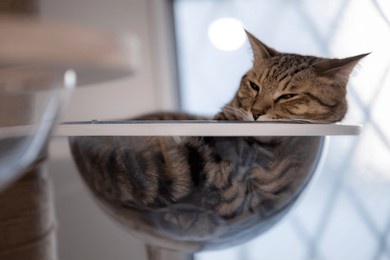 tabby cat sleeping in a transparent bowl