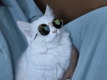 a white cat is wearing black glasses