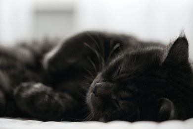 a close-up of a serene black cat sleeping peacefully on a soft white surface, evoking feelings of calmness and comfort. this charming scene captures the beauty of feline relaxation.