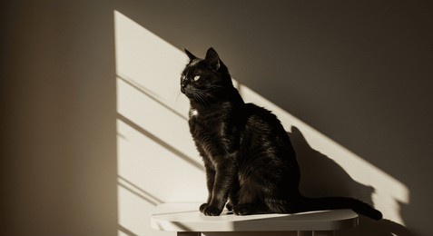 a black cat’s gaze pierces through the emptiness of minimalist frames with subtle elegant tension