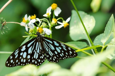 a closeup shot of a blue monarch butterfly on a plant