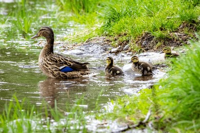a caring mother duck emerges from the water followed by her ducklings, capturing the essence of wildlife parenting and tender care.