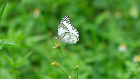 beautiful black and white wings, the eastern striped albatross or bengal albatross, butterfly sucking nectar on flower in the forest with green leaves background 