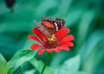 south america ecuador amazon rainforest bordered patch butterfly