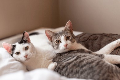 two cats sleeping together on a bed with blanket and pillows around them. looking at the camera. 