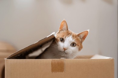 cat playing in a cardboard box