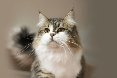 cat, kitten, fluffy, neva. siberian, bright, charming,beautiful, cute.