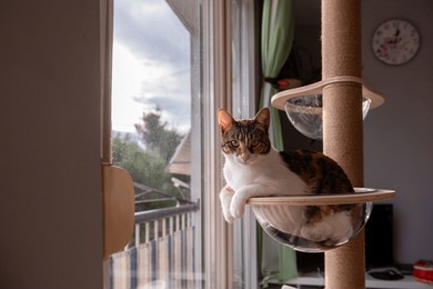 a relaxed cat lounges in a transparent bubble perch on a cat tree, gazing at the camera with a soft expression. sunlight streams through the window, highlighting the cozy scene.
