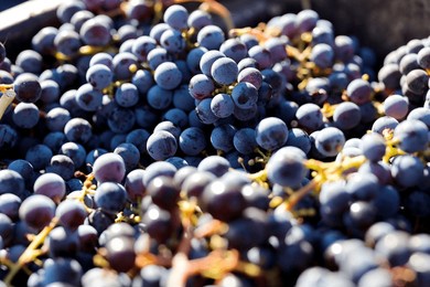 a close up shot of merlot grapes in the sunlight