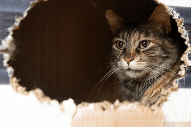 cute cat sitting, hiding, playing in cardboard box, domestic cat in the cardboard box. paper box. cat curiously looks out. pet friendly and care concept.
