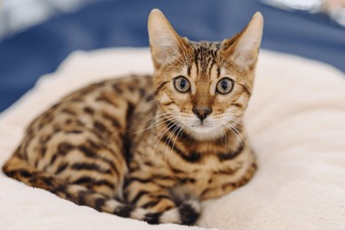 bengal cat sitting in cat bed, leopard color, cute small domestic cat portrait
