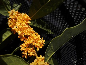 osmanthus fragrans var. aurantiacus surrounded by dark green leaves, and appear to be in full bloom