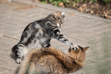 playful tabby cat playfully hitting a brown cat on the head with its paw, enjoying a fun interaction outdoors on a paved surface