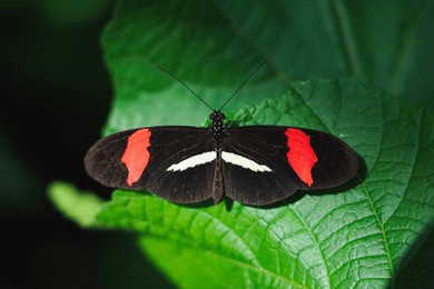 a butterfly with red and white spots in a garden.