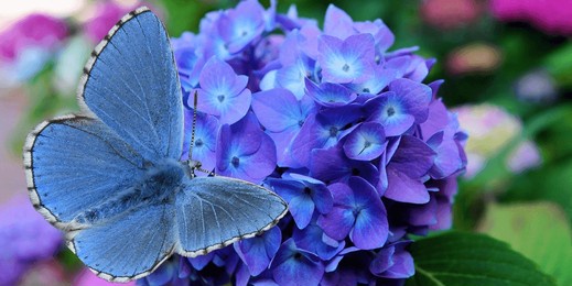 a vibrant blue butterfly with white edging on its wings rests on a cluster of vibrant purple-blue hydrangea blossoms