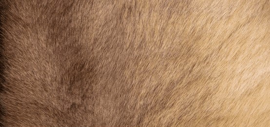 brown grey animal skin natural fur wolf fox, bear, wildlife texture table top view concept for hairy background, fabric textures and wallpaper. close up detail of fluffy grizzly teddy coat full frame.
