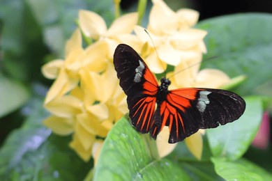 a postman butterfly feeding on yellow flowers, on asummer day. green background.