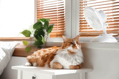 funny cat and electric fan in room
