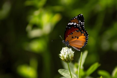 beautiful butterfly flying over flowers in daylight