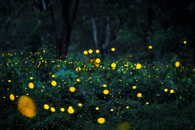 firefly flying in the forest. fireflies in the bush at night in 