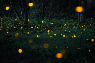 firefly flying in the forest. fireflies in the bush at night in 