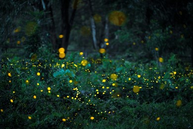 firefly flying in the forest. fireflies in the bush at night in 