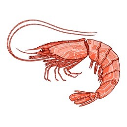 shrimp vector ornate illustration